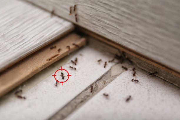 Best Flea Control Services  in Tooele, UT