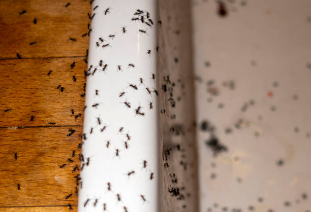 Best Pest Prevention Services  in Tooele, UT